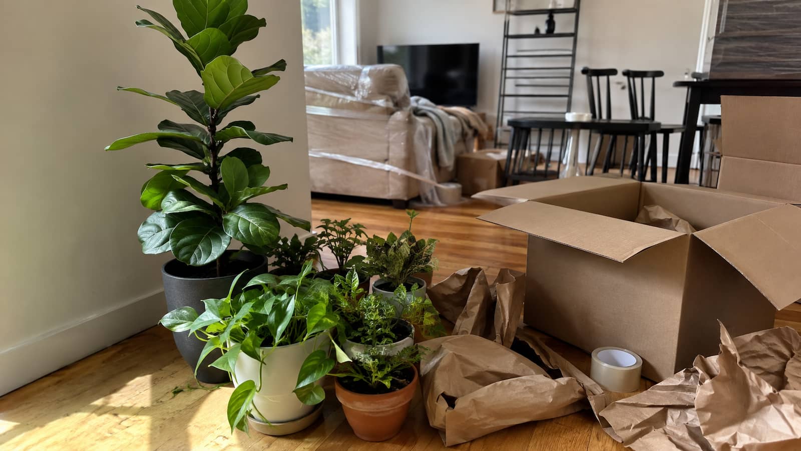 How to Move Plants Safely: Packing and Transport Guide