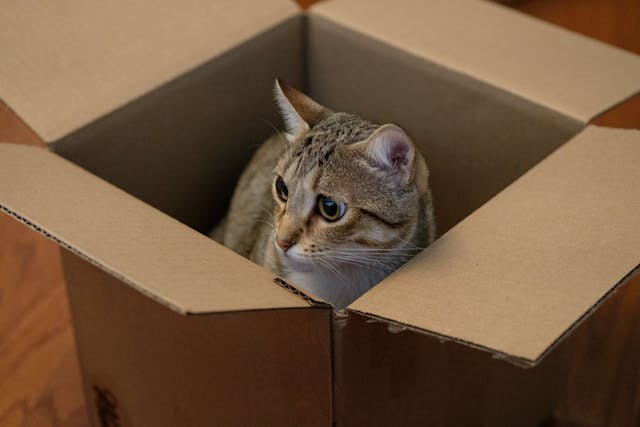 Adorable Cat Inside a Cardboard Box Indoors