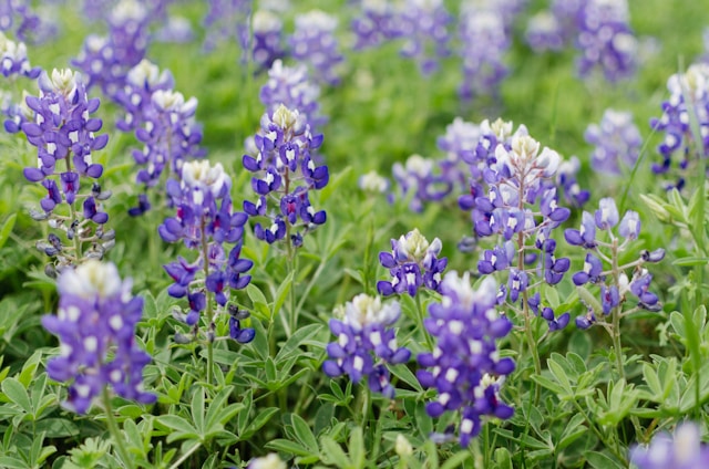 Texas bluebonnets